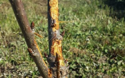 What broke my fruit tree?