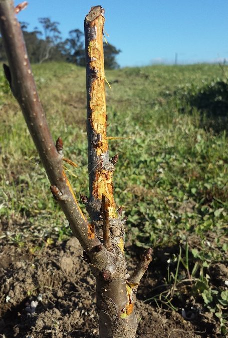 What broke my fruit tree and how do I prevent it?