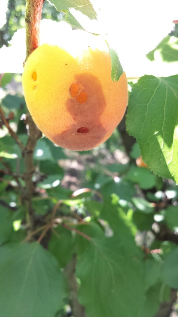 An apricot with brown rot