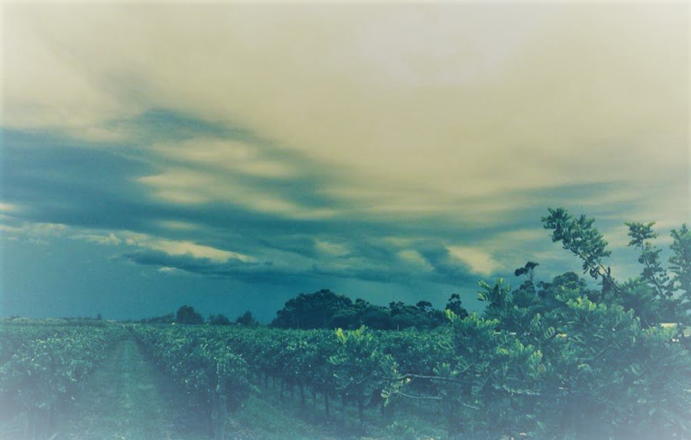 Storm clouds gathering over the orchard