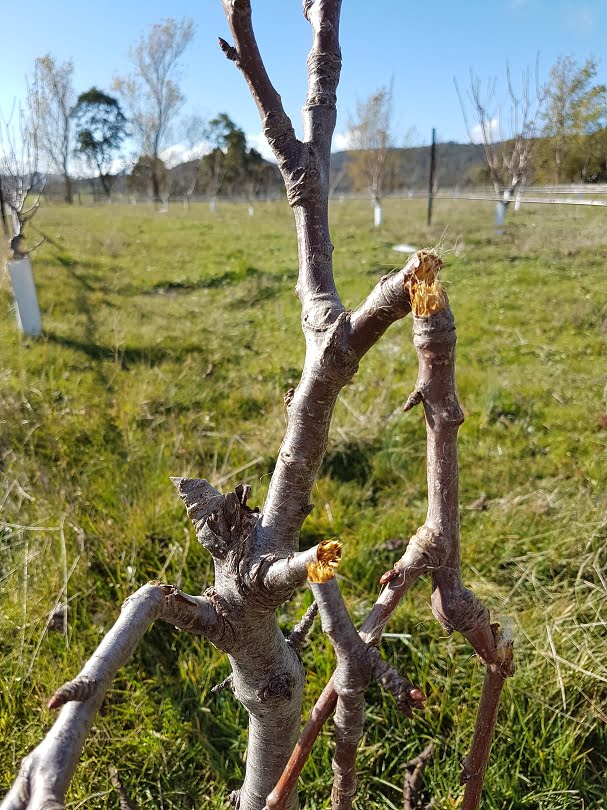 Incidental kangaroo damage on a 3 year old tree