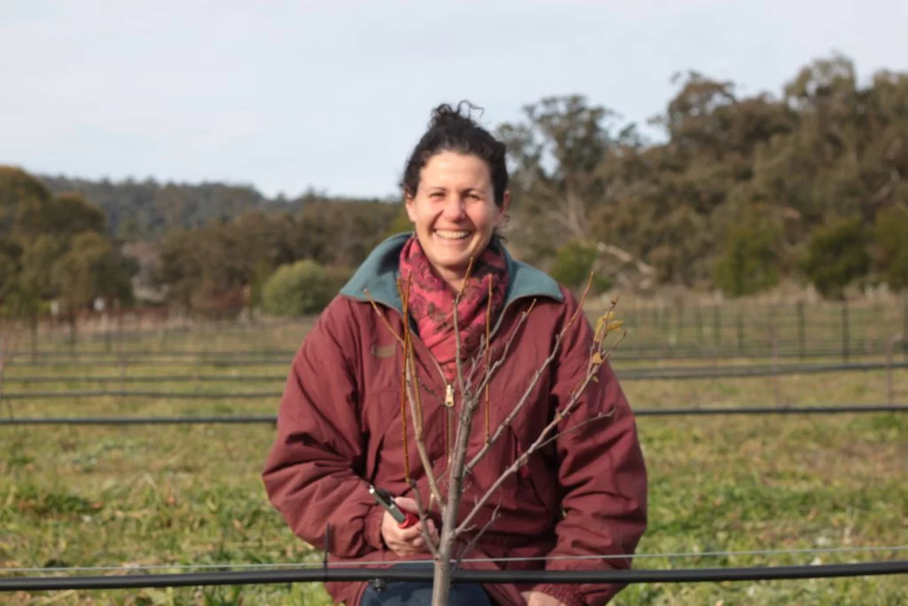 Pruning young trees in winter encourages strong growth