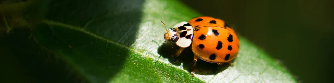 ladybird-on-leaf