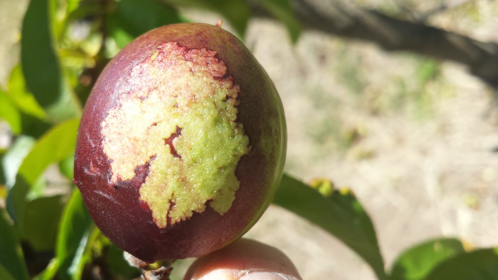 A small Goldmine nectarine about the size of a 20c piece, held between a person's fingers. The skin of the nectarine is dark red, on the side facing the viewer is a large patch of lumpy, white, diseased skin caused by the leaf curl disease