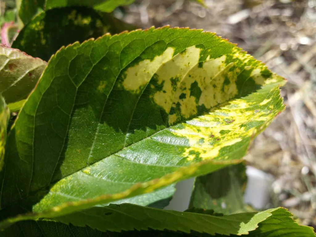 Apple mosaic virus on leaf﻿