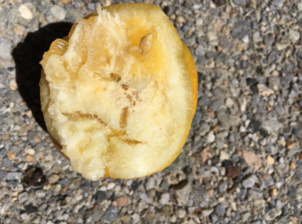 A lemon that's been infected by Queensland Fruit Fly