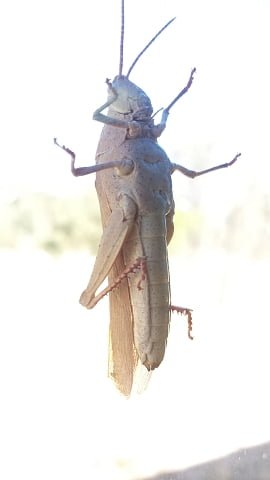 A locust on the window of our packing shed