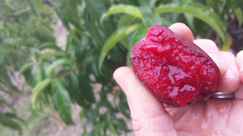 Mariposa blood plum with juice dripping