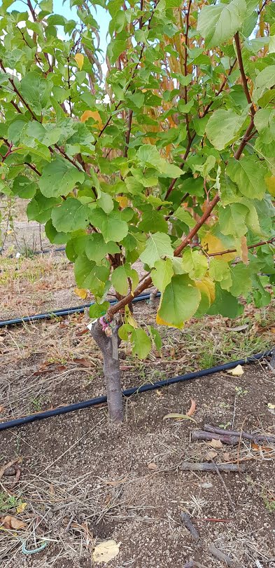 A multigraft apricot tree with two varieties