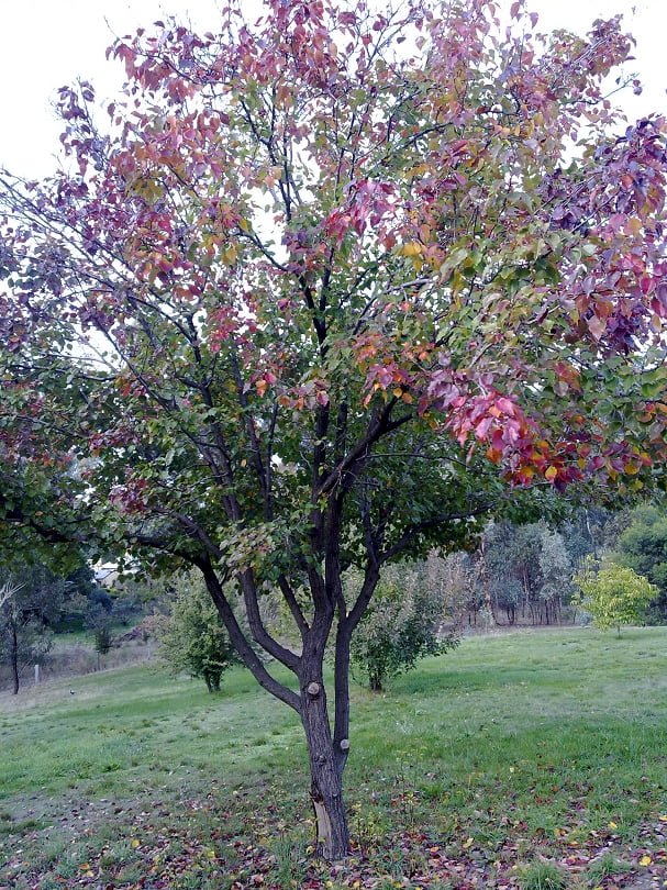 A multigraft plum tree: the different varieties are showing their autumn colours at different times, making a beautiful display in the garden 