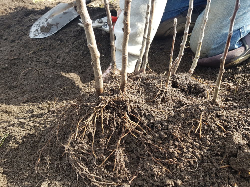 Apple rootstocks that have been harvested from the stoolbed with lots of roots