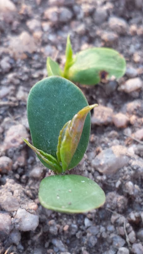 Newly emerged apple seedling that will be used as a rootstock for grafting when it's big enough