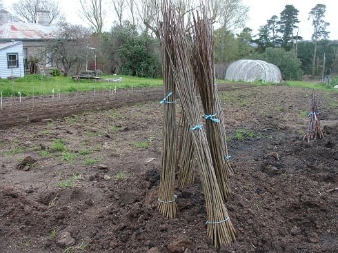 Bunches of trees that have been "heeled in" until they can be planted