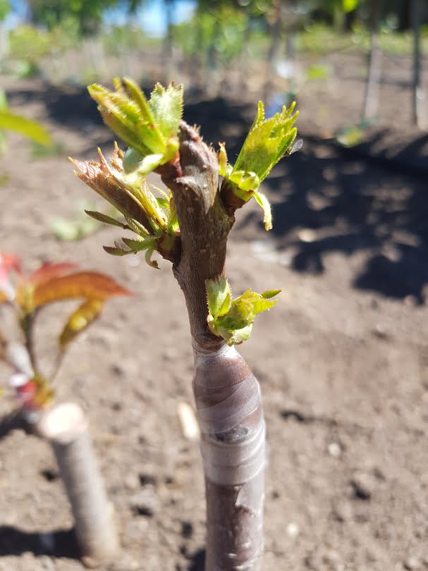 Growing your own fruit trees: spring jobs