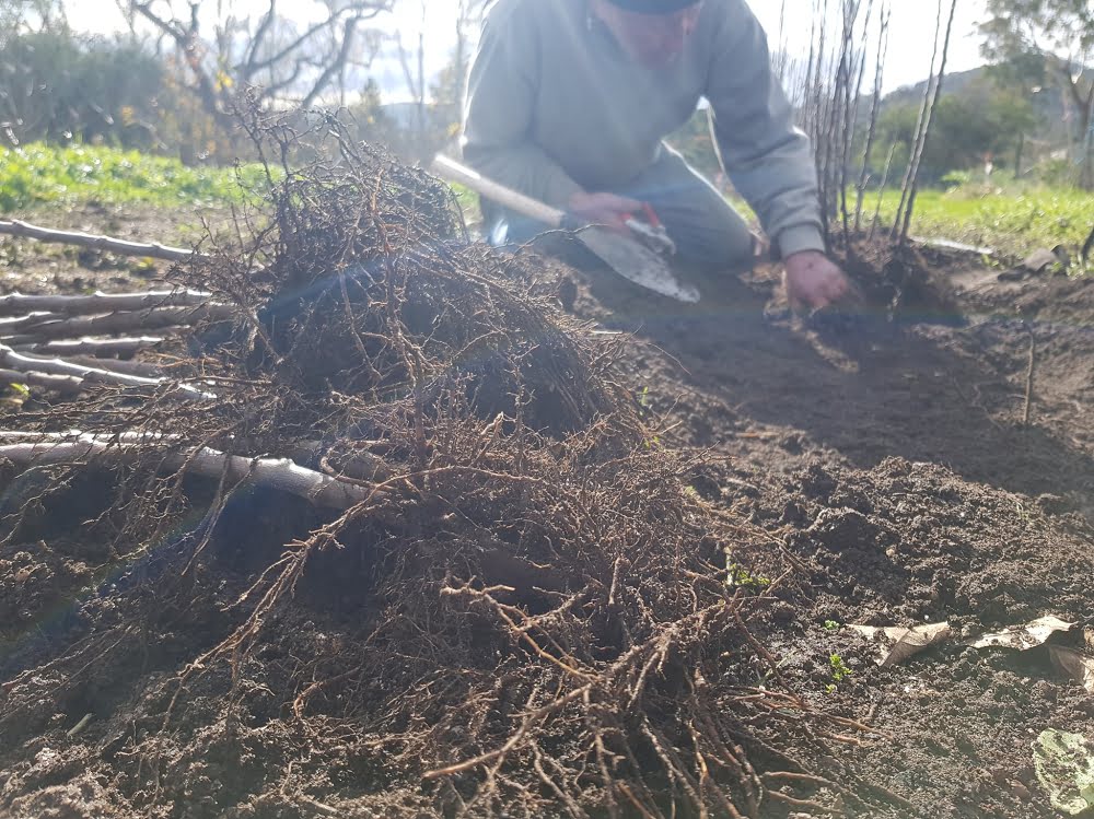 Merv harvesting apple trees from Carr's Organic Fruit Tree Nursery stool bed﻿