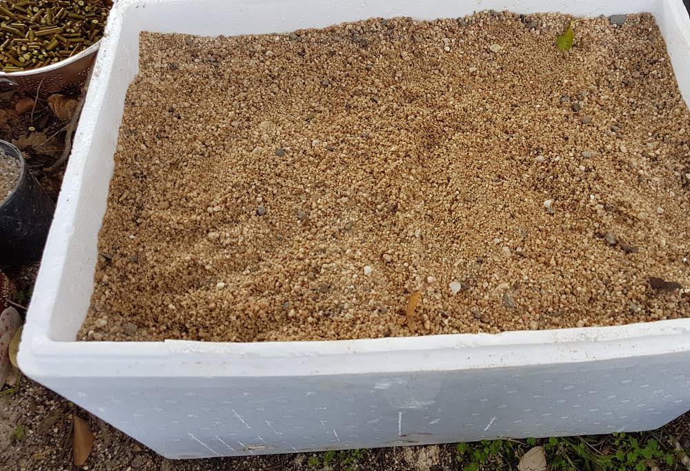 A box of sand for storing seed to grow rootstock trees