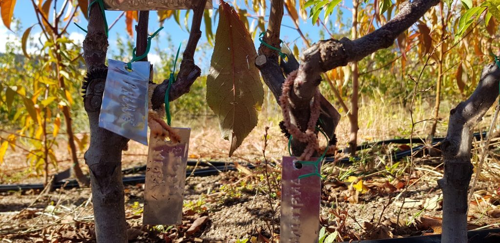 Young grafted fruit trees with protective white sleeves and green ties in a nursery setting with autumn foliage and mulched ground.