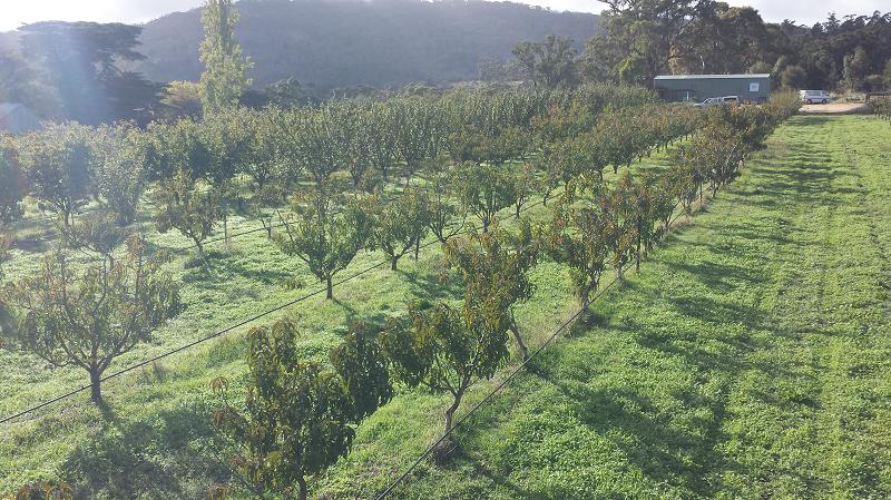 Mixed orchard trees including peaches, nectarines, plums and apricots