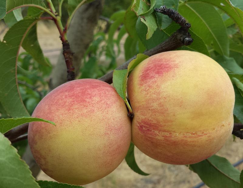 Gorgeous white-flesh heritage Fragar peaches