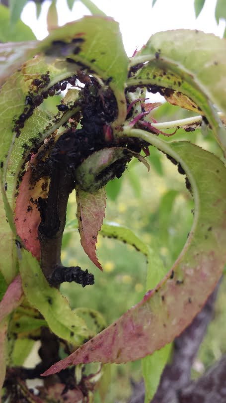 Black aphid infestation on a peach tree