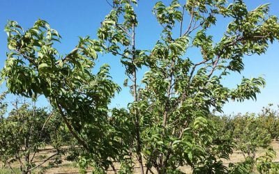 Do wind and fruit trees go together?