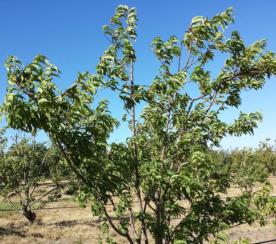 Fruit trees that can withstand high winds