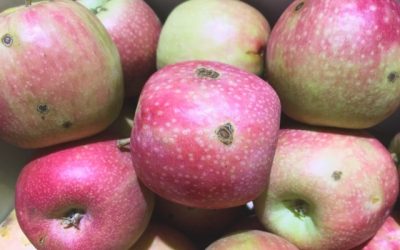 Do you need to spray your fruit trees?