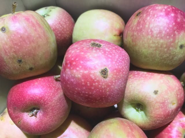 Typical home grown apples with spots, blemishes, and uneven colour