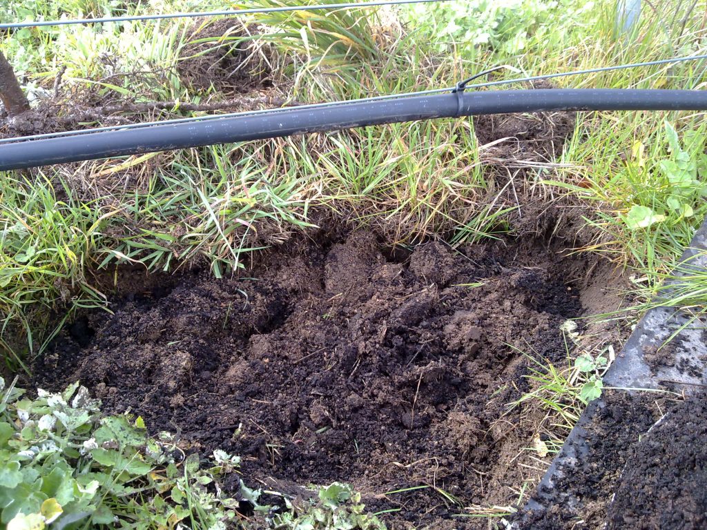 Preparing the hole where the fruit tree will be planted