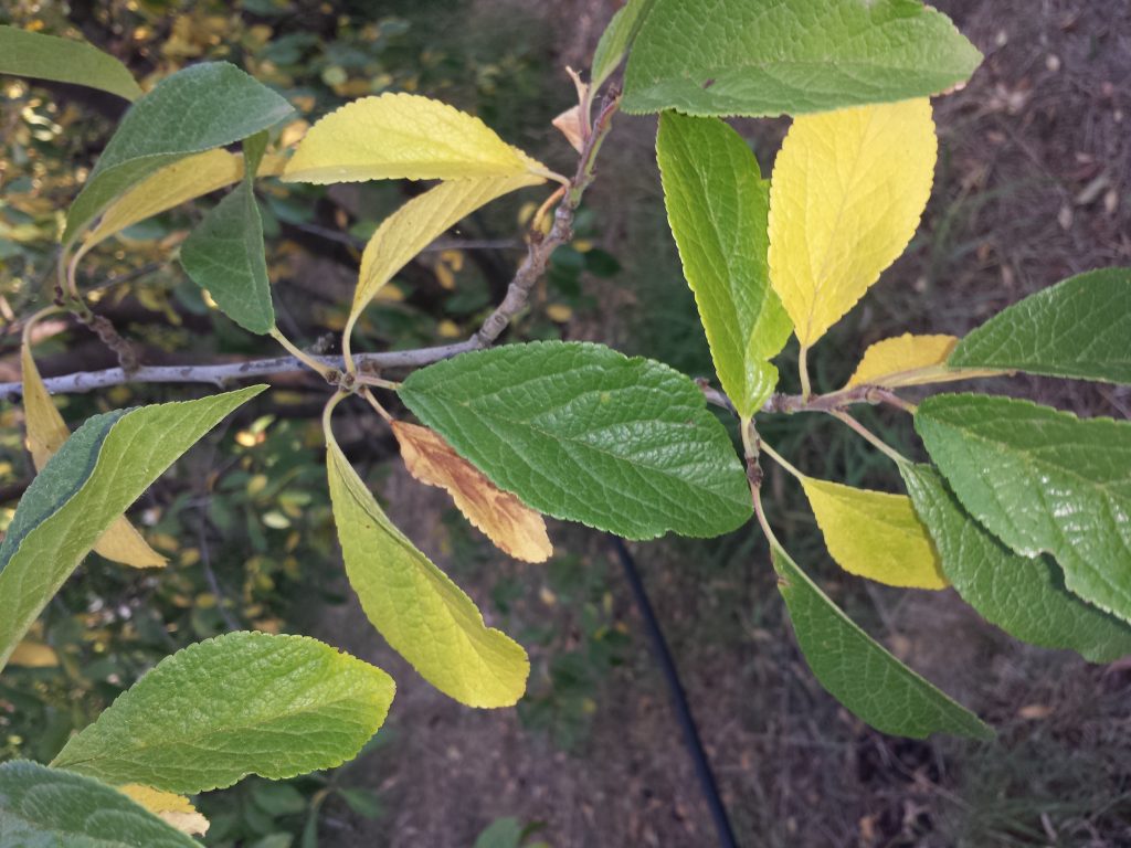 Fruit trees getting yellow leaves