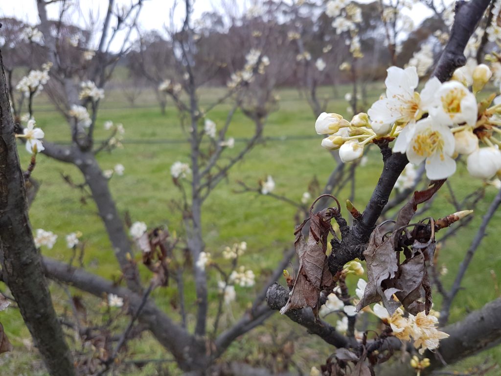 Plum trees flowering the spring after the fire