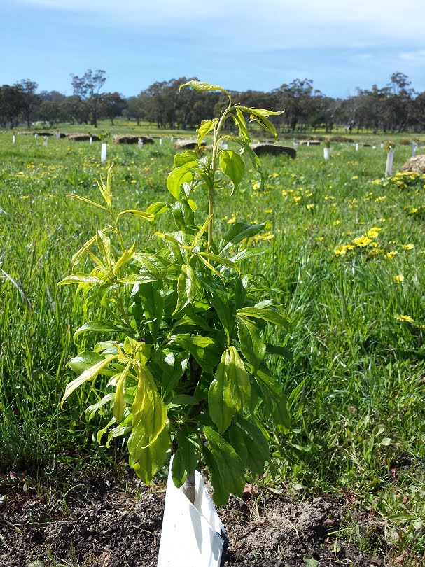 ﻿Healthy spring growth on two year old plum tree