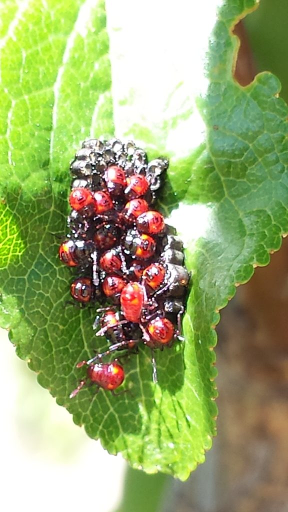 Predatory shield bug eggs and nymphs