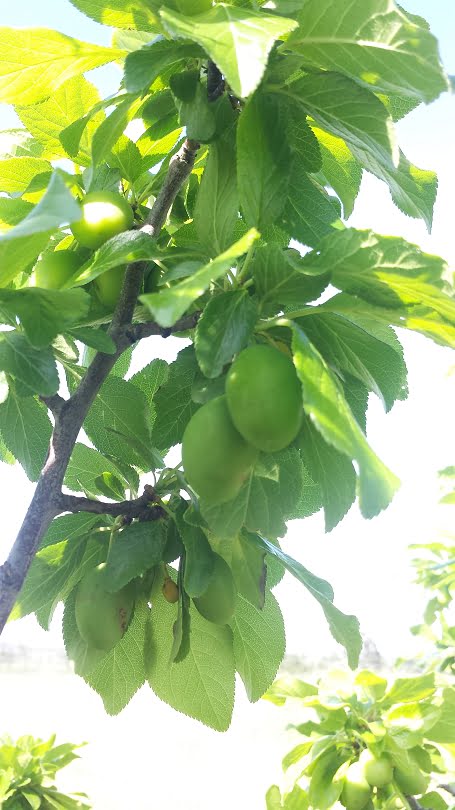 A nice crop of President plums on trees that were pruned in winter