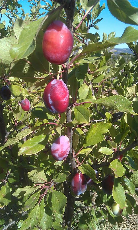 Prune d'agen plums - perfect for drying