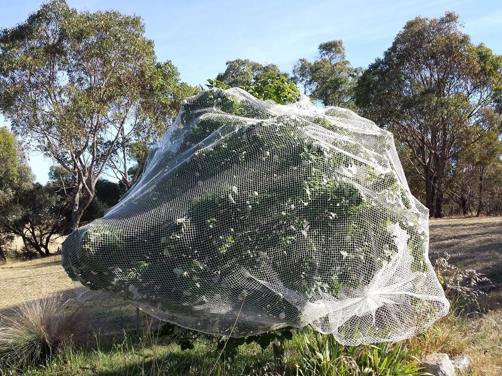 A well netted quince tree