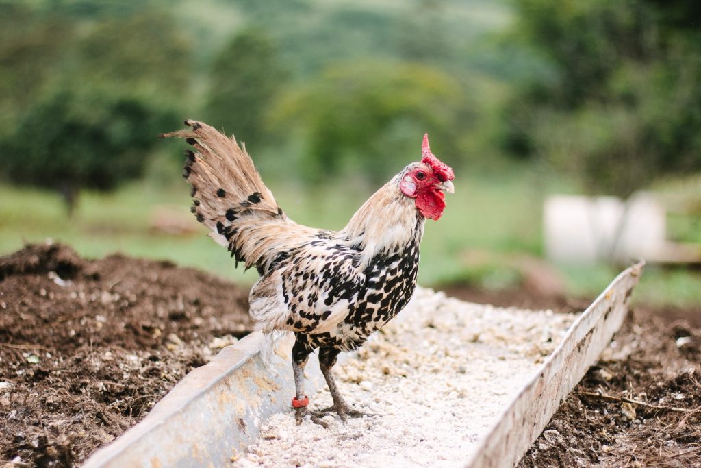 Chickens can definitely help you to build healthy soil