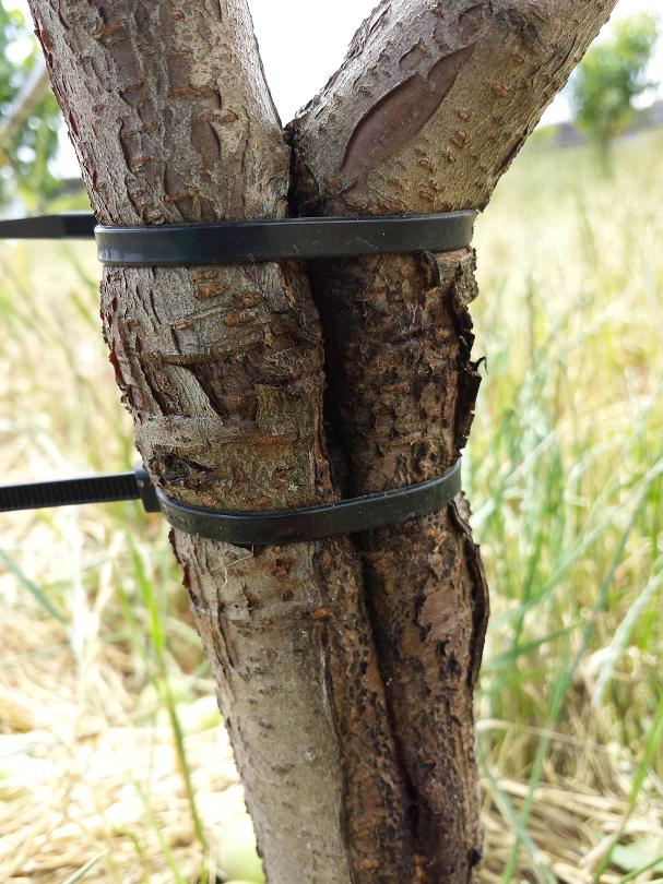 Tree repair using cable ties