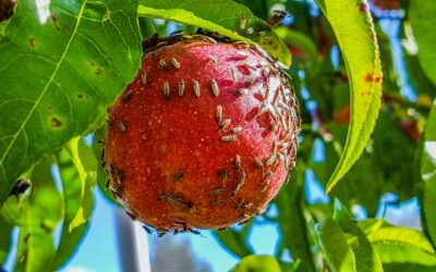 Top tips for getting rid of tiny bugs