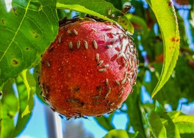 A red nectarine covered with small bugs
