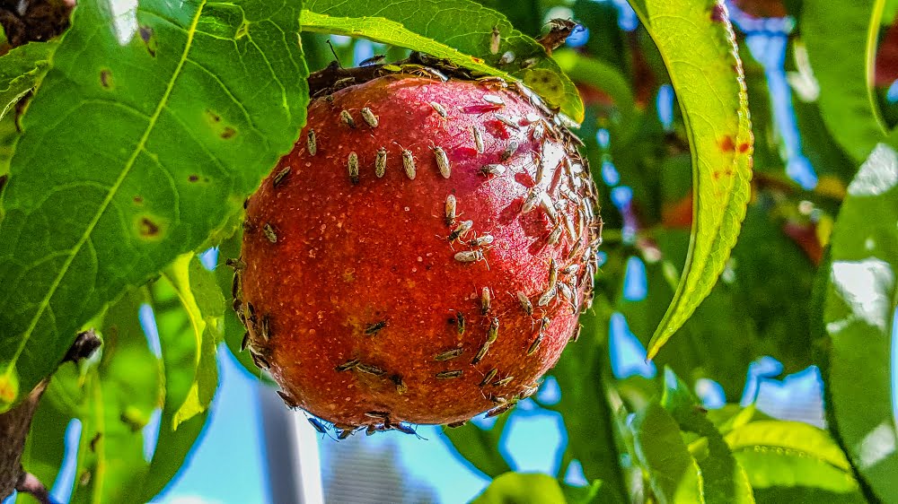 A red nectarine covered with small bugs