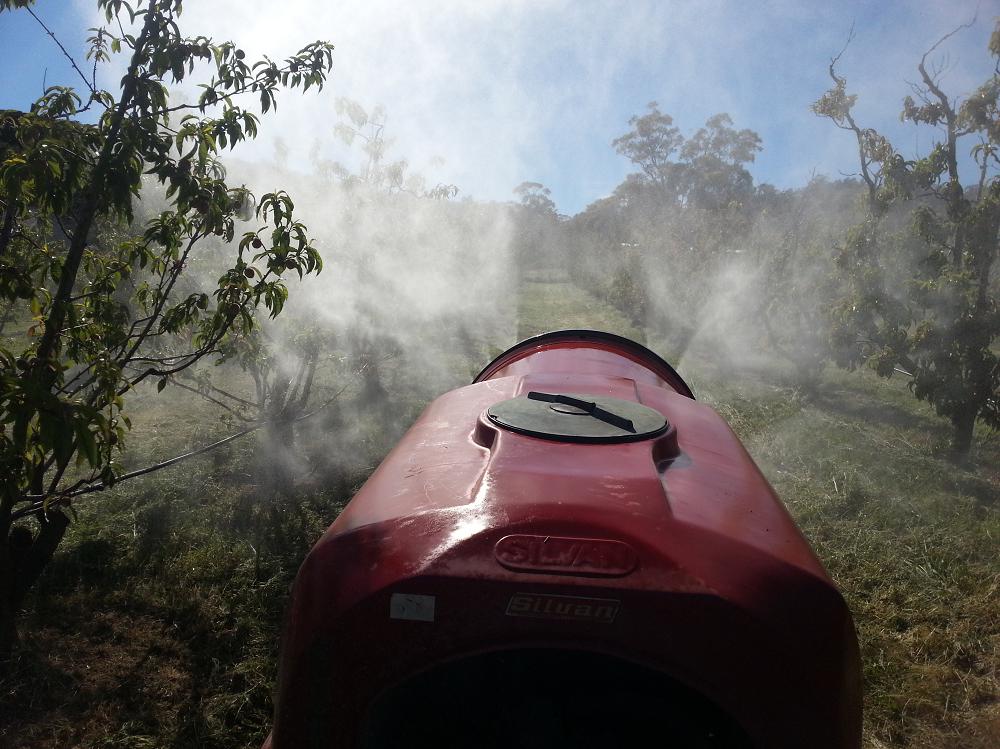 Spraying sulphur on the peach trees in autumn