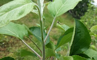 How to tell if your fruit trees are growing properly