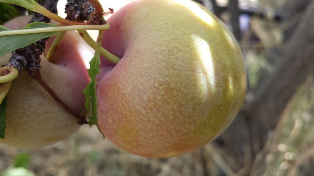 Photo-oxidative sunburn on a plum