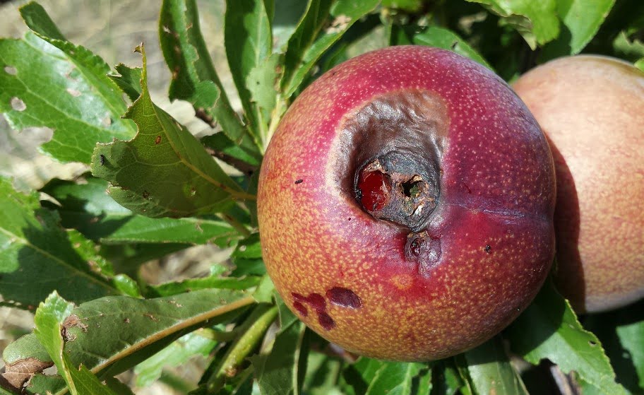 Sunburn necrosis on a Mariposa blood plum