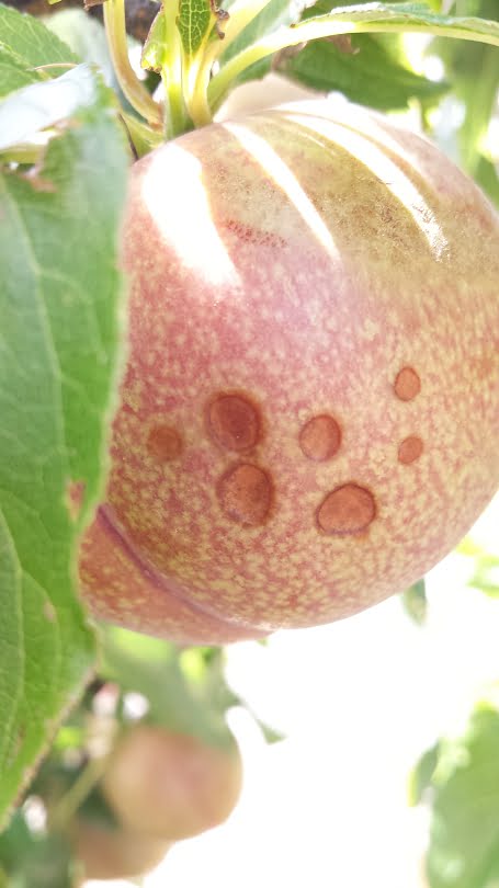 Spots on a plum that are typical of sunburn browning