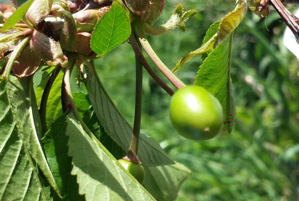 small green cherry on cherry tree