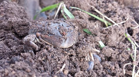 A toad enjoying our healthy soil