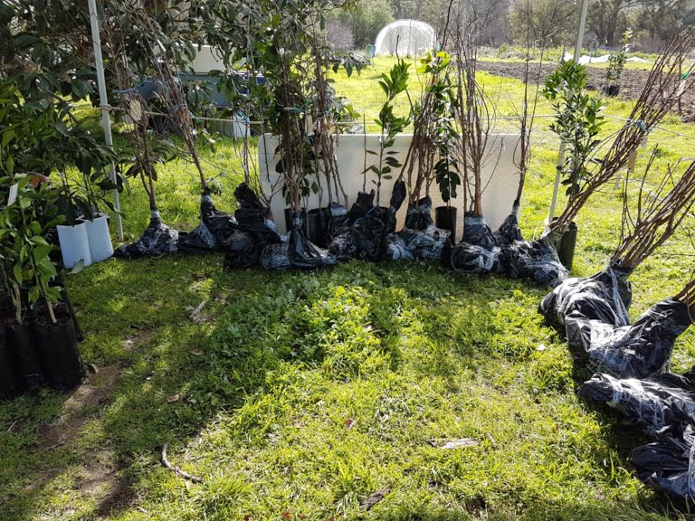 Trees waiting for collection with their roots wrapped to prevent them drying out