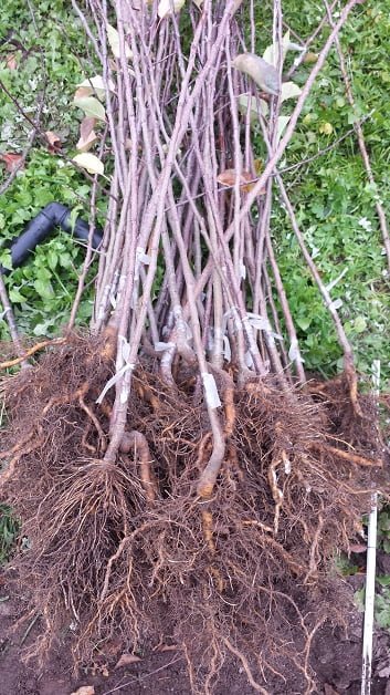 If you buy fruit trees at a market, make sure the roots haven't been allowed to dry out﻿